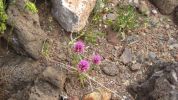PICTURES/Wildflowers - Desert in Bloom/t_Purple Clover1.JPG